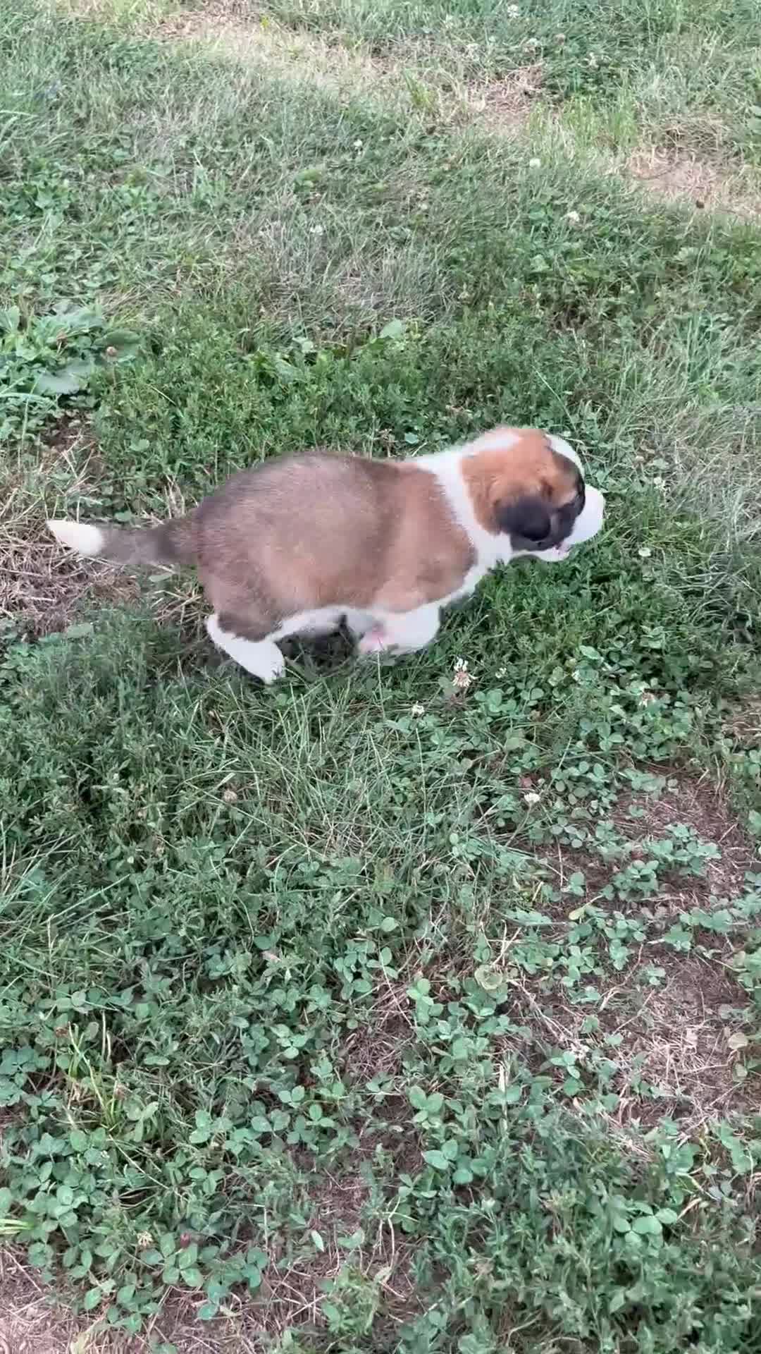 Saint Bernard dogs for sale: Rex - Video 1