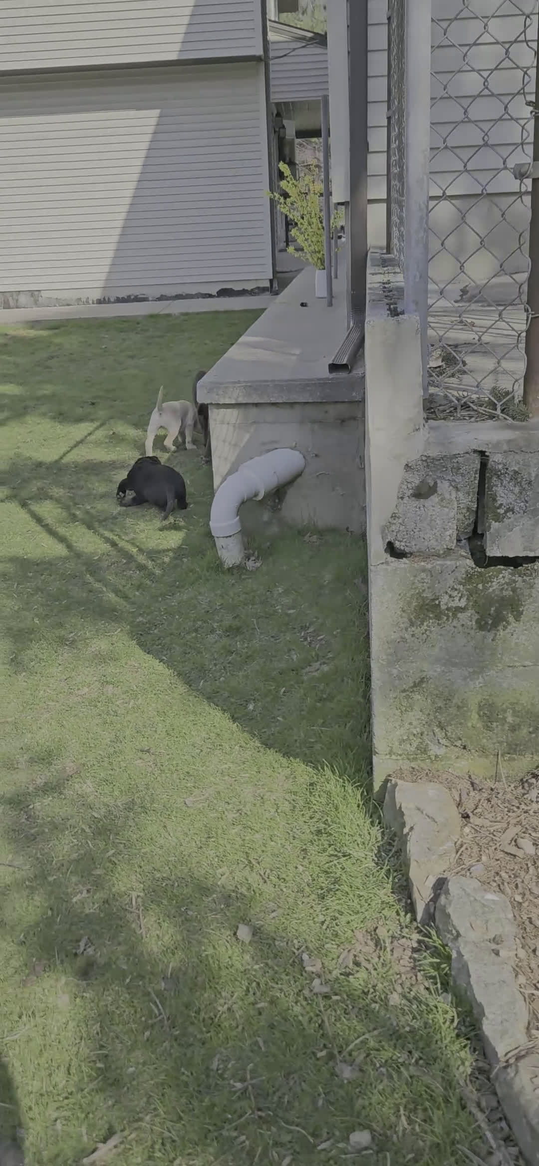 Labrador Retriever dogs for sale: Spark - Video 1