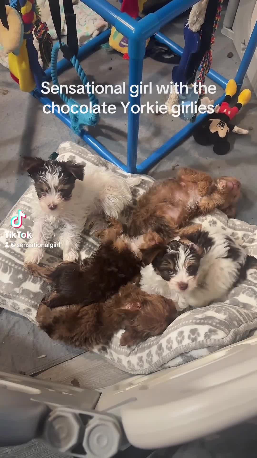 Yorkshire Terrier dogs for sale: Brittany - Video 1