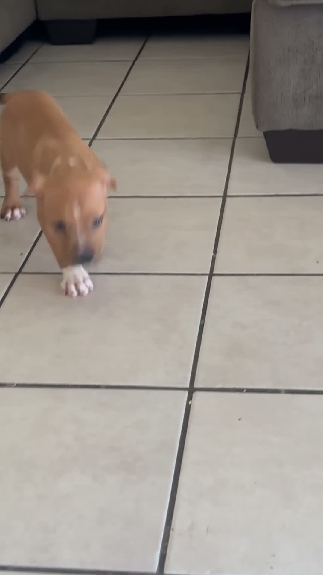 American Bully dogs for sale: American Bully 1 - Video 5