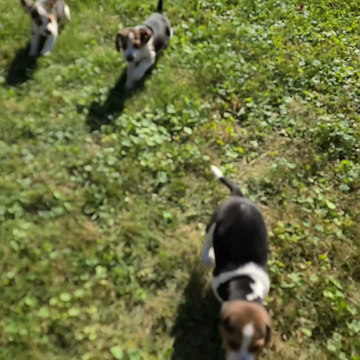 Beagle dogs for sale: Moose - Video 1