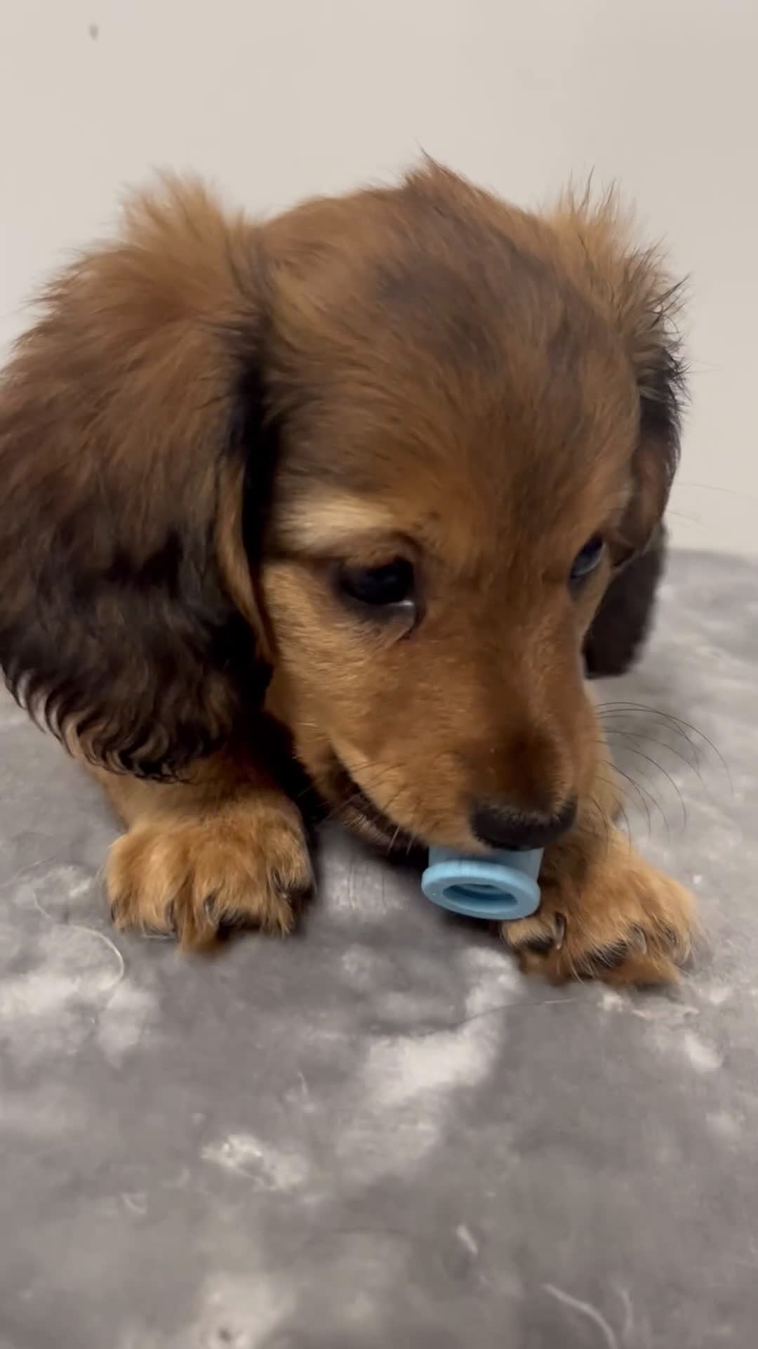 Miniature Dachshund dogs for sale: Miniature Dachshund oscar - Video 1