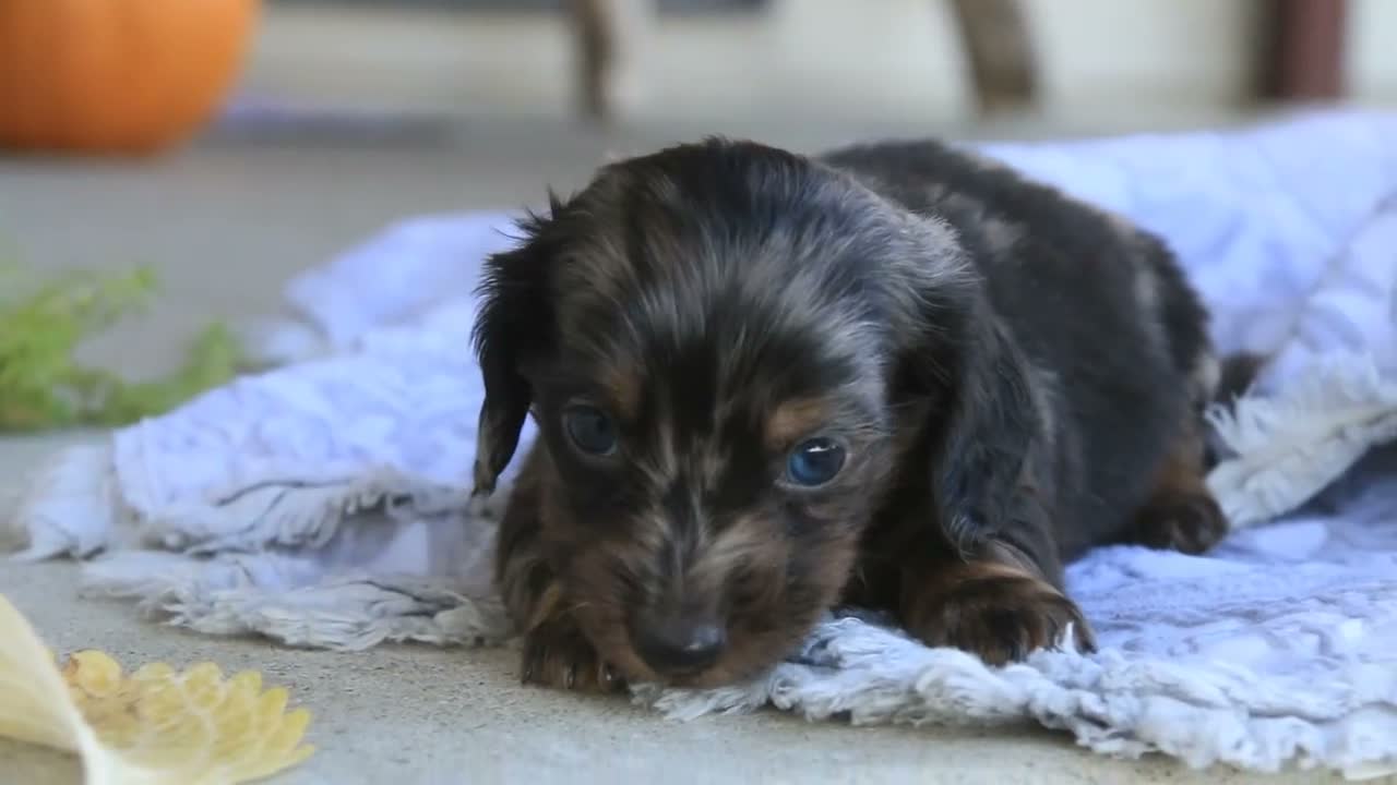 Miniature Dachshund dogs for sale: Joyce Miniature Dachshund  - Video 2