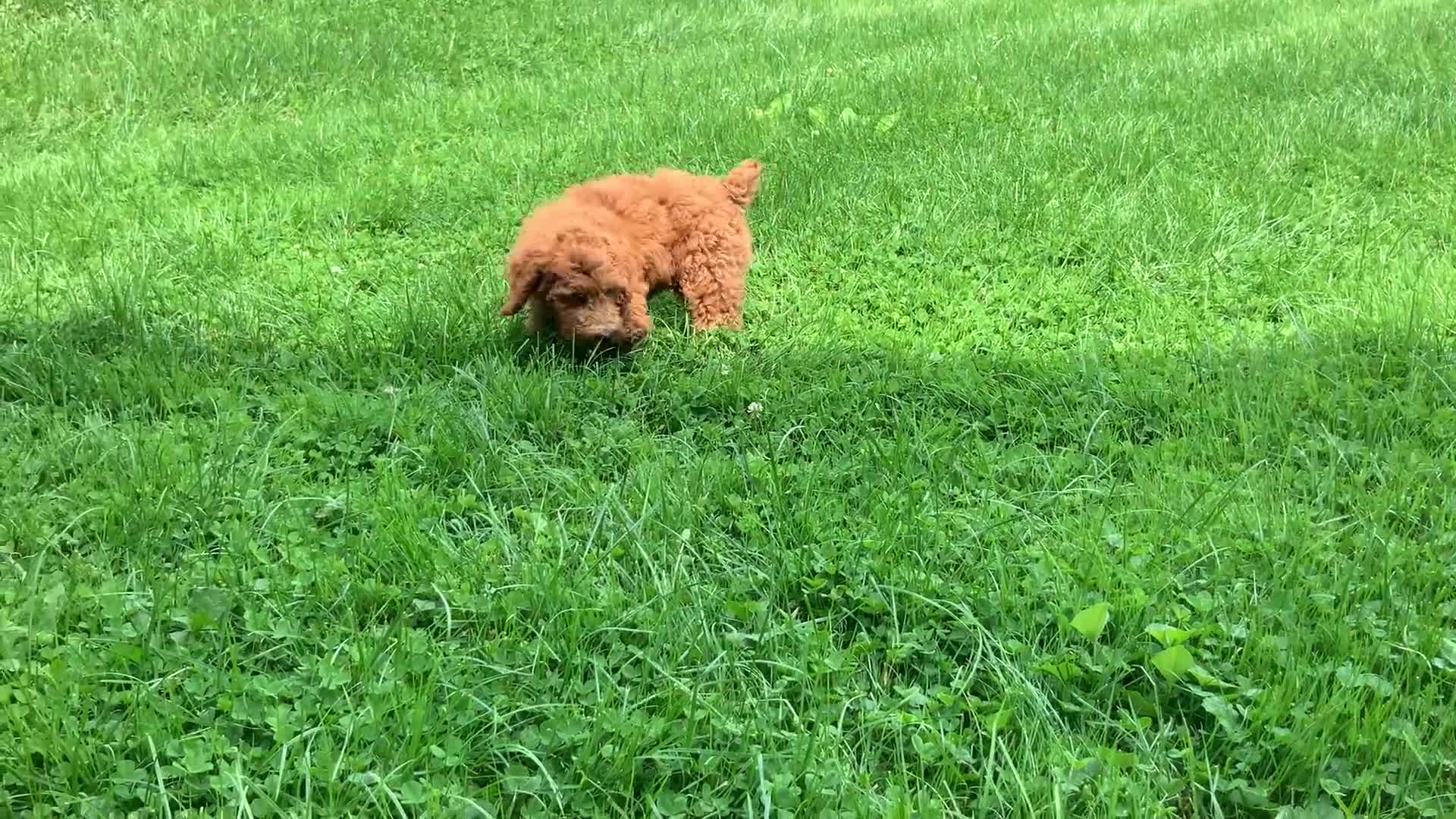 Miniature Poodle dogs for sale: Devon - Video 1