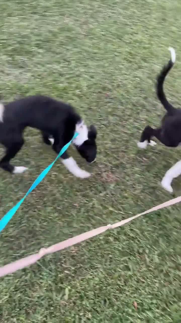 Border Collie dogs for sale: Rockie - Video 2