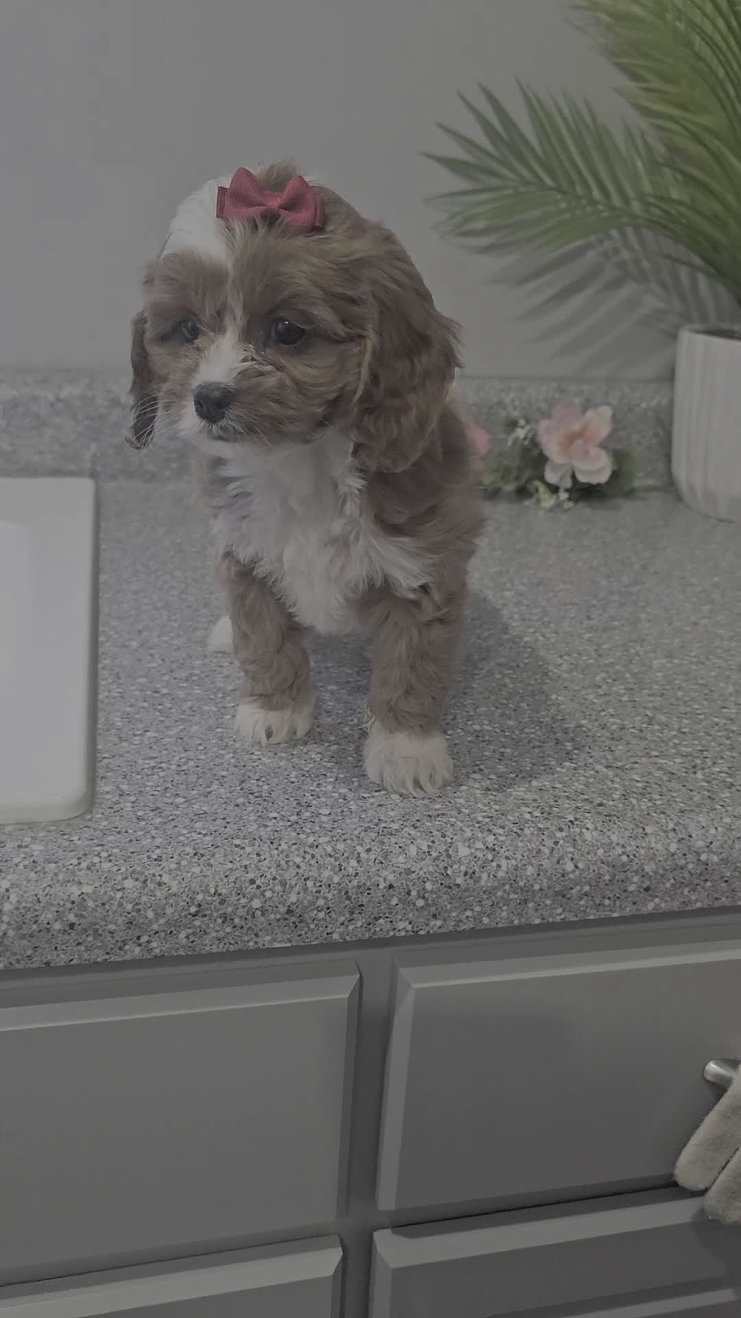Cavapoo dogs for sale: Lil Shiloh  - Video 3