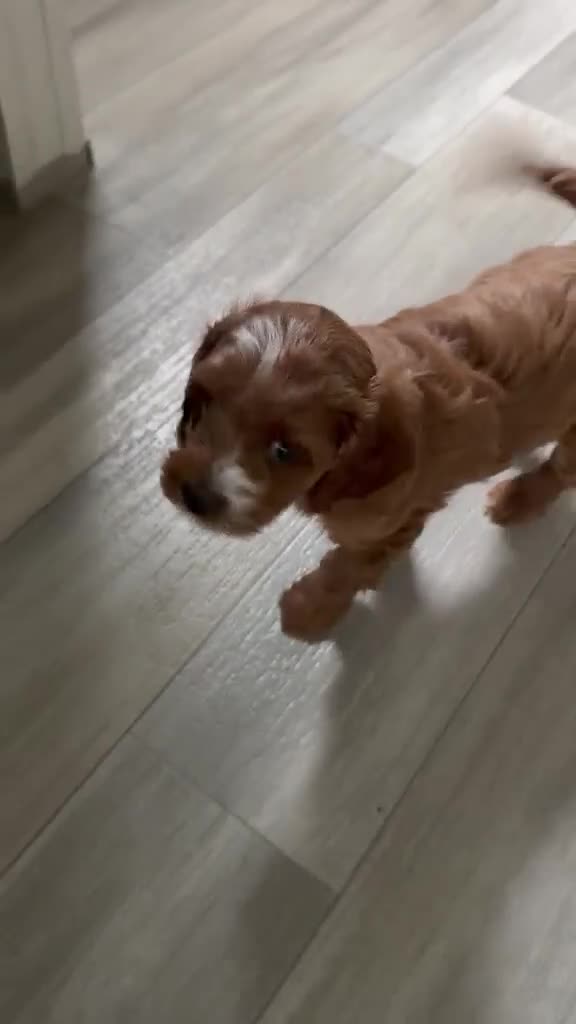 Cavapoo dogs for sale: Puppy 1 - Video 1