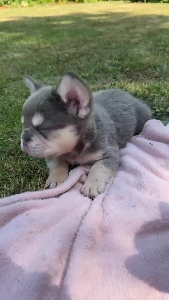 French Bulldog dogs for sale: Ellie - Fluffy Lilac Tan French Bulldog Puppy - Video 1