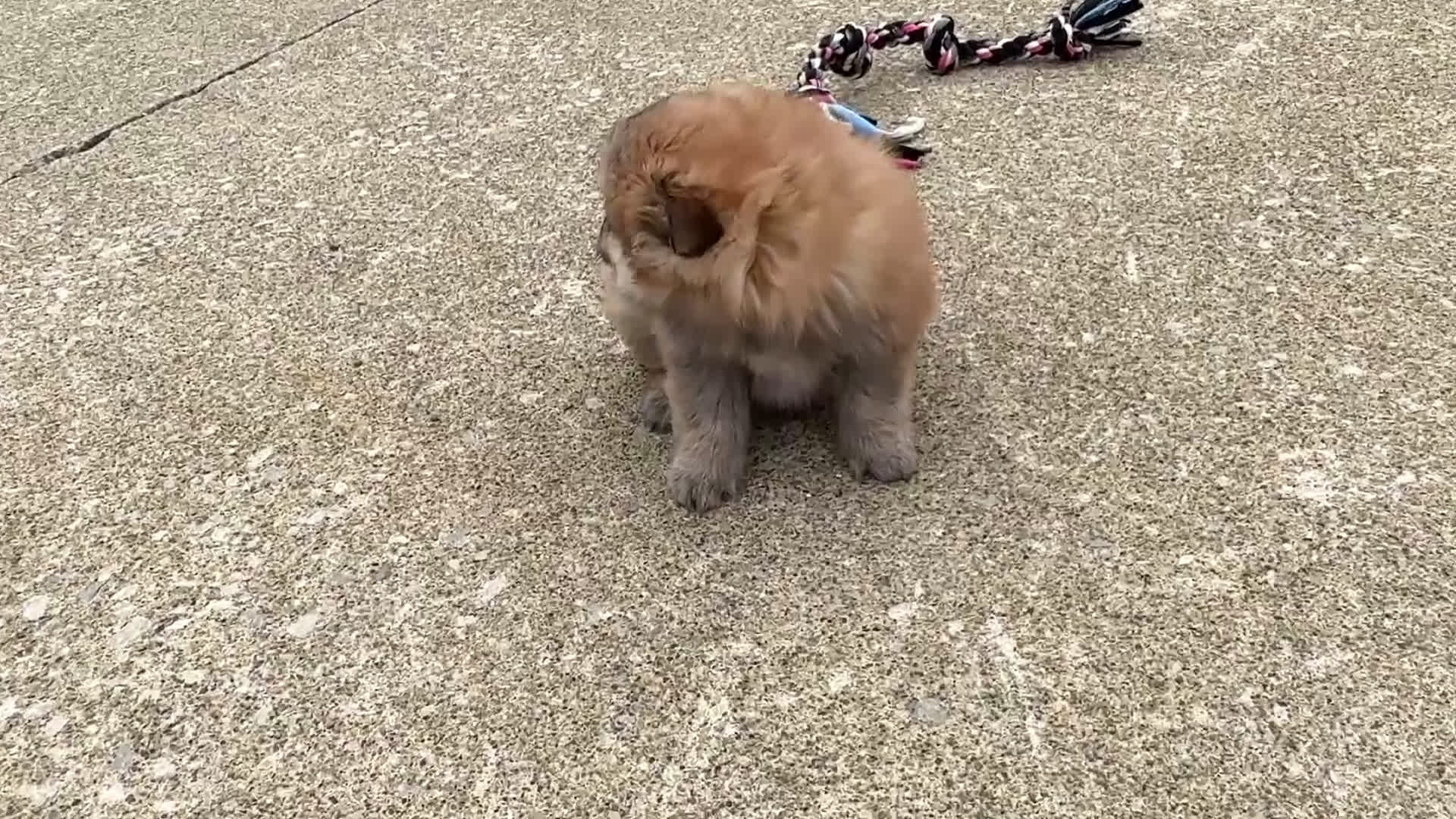 Pomeranian dogs for sale: Bentley - Video 1