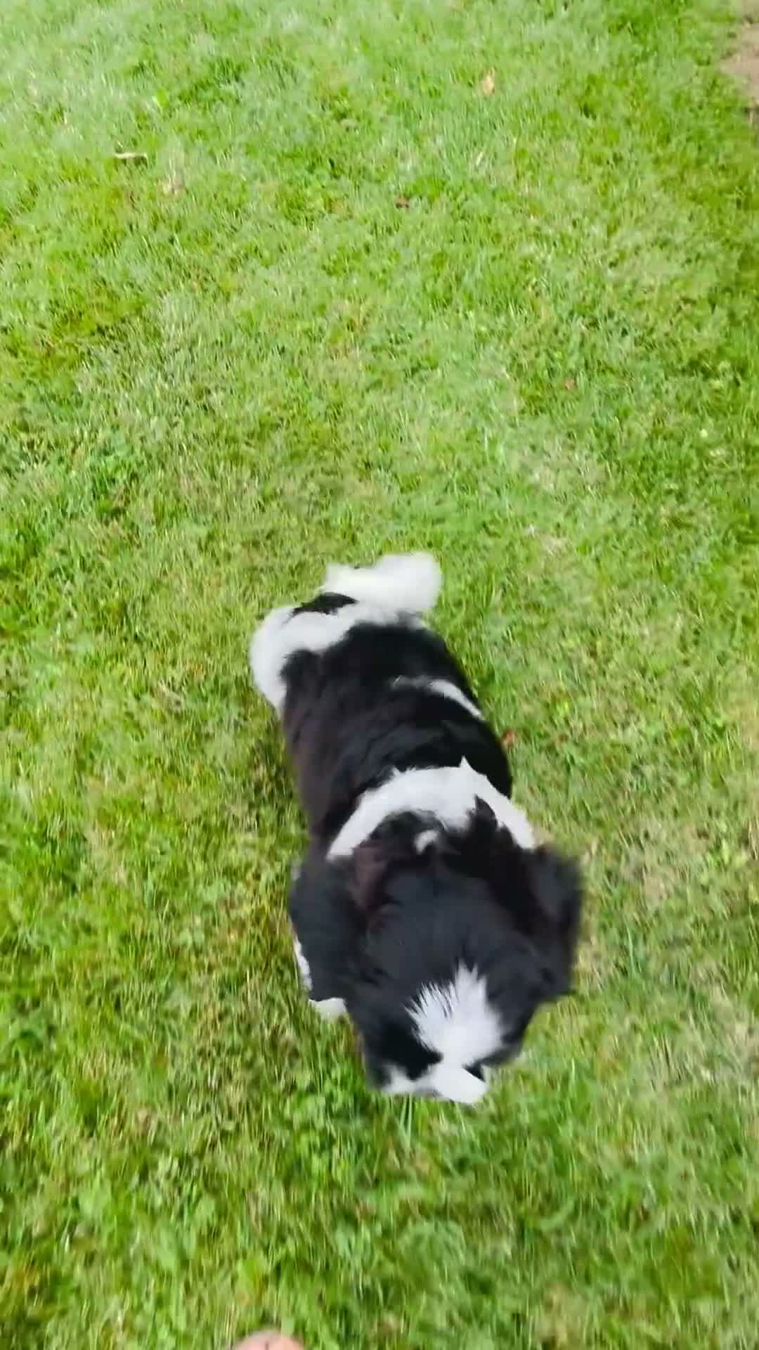 Mixed Breed dogs for sale: 🐶Teddy Bear Blue💙 - Video 4