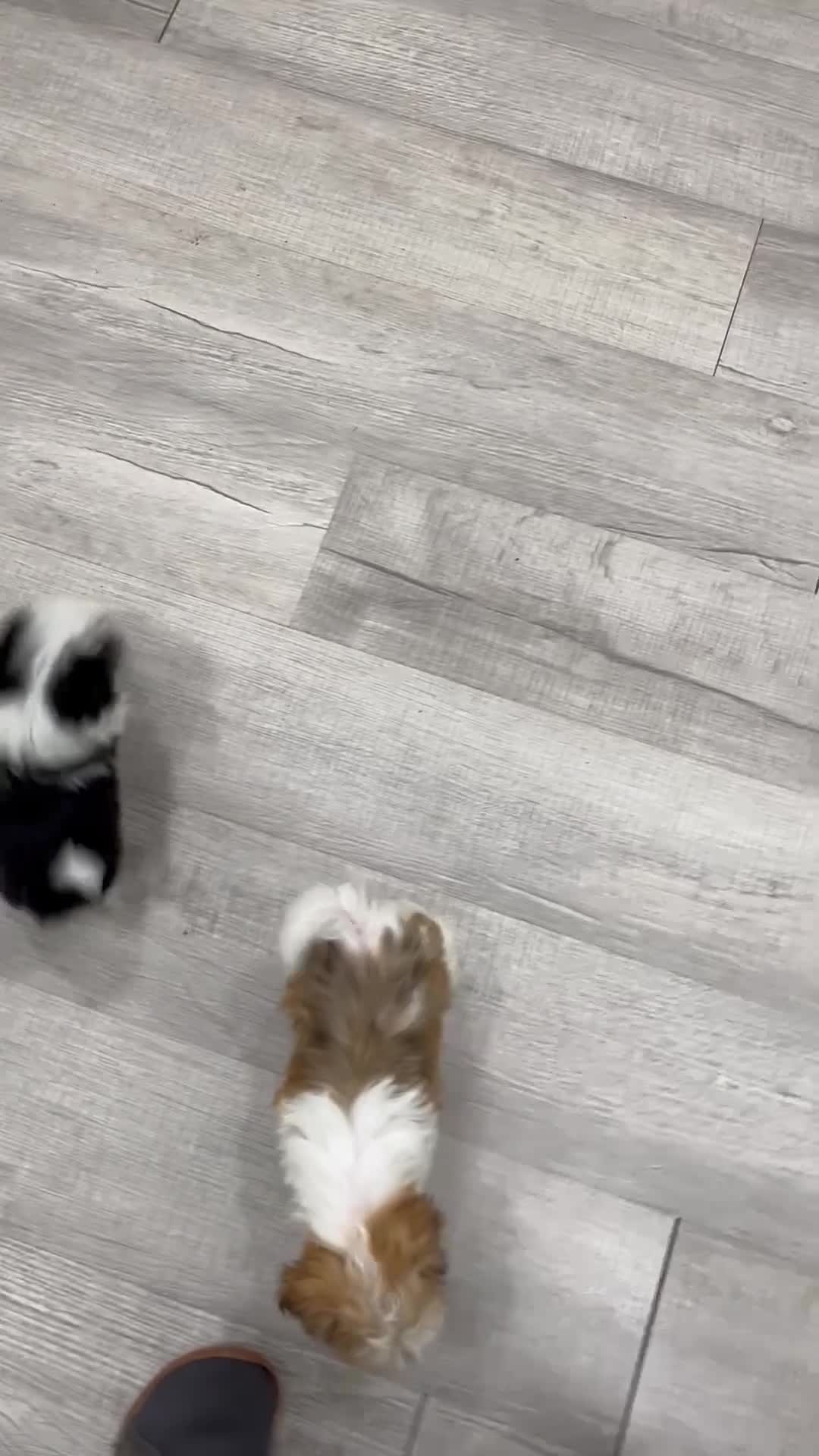Havanese dogs for sale: Hailey - Video 2