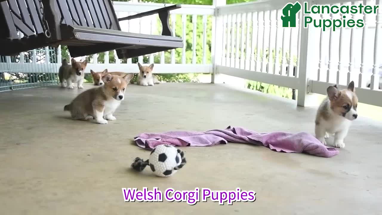 Welsh Corgi Pembroke dogs for sale: Kora - Video 1