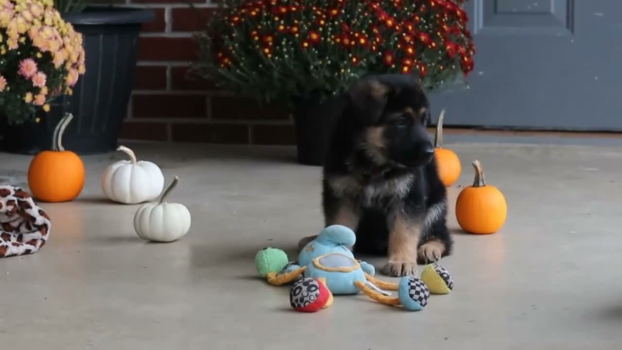 German Shepherd dogs for sale: Mason - Video 4