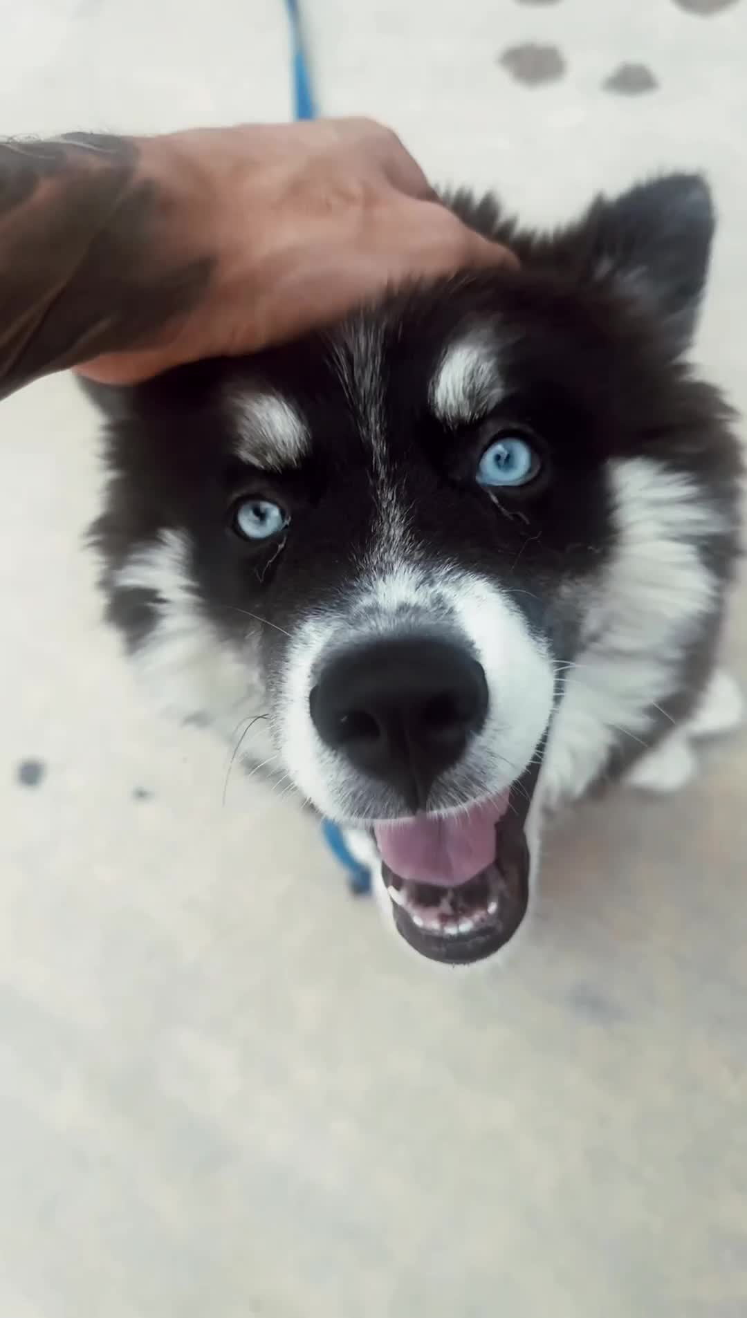 Siberian Husky dogs for sale: Siberian Husky 1 - Video 1