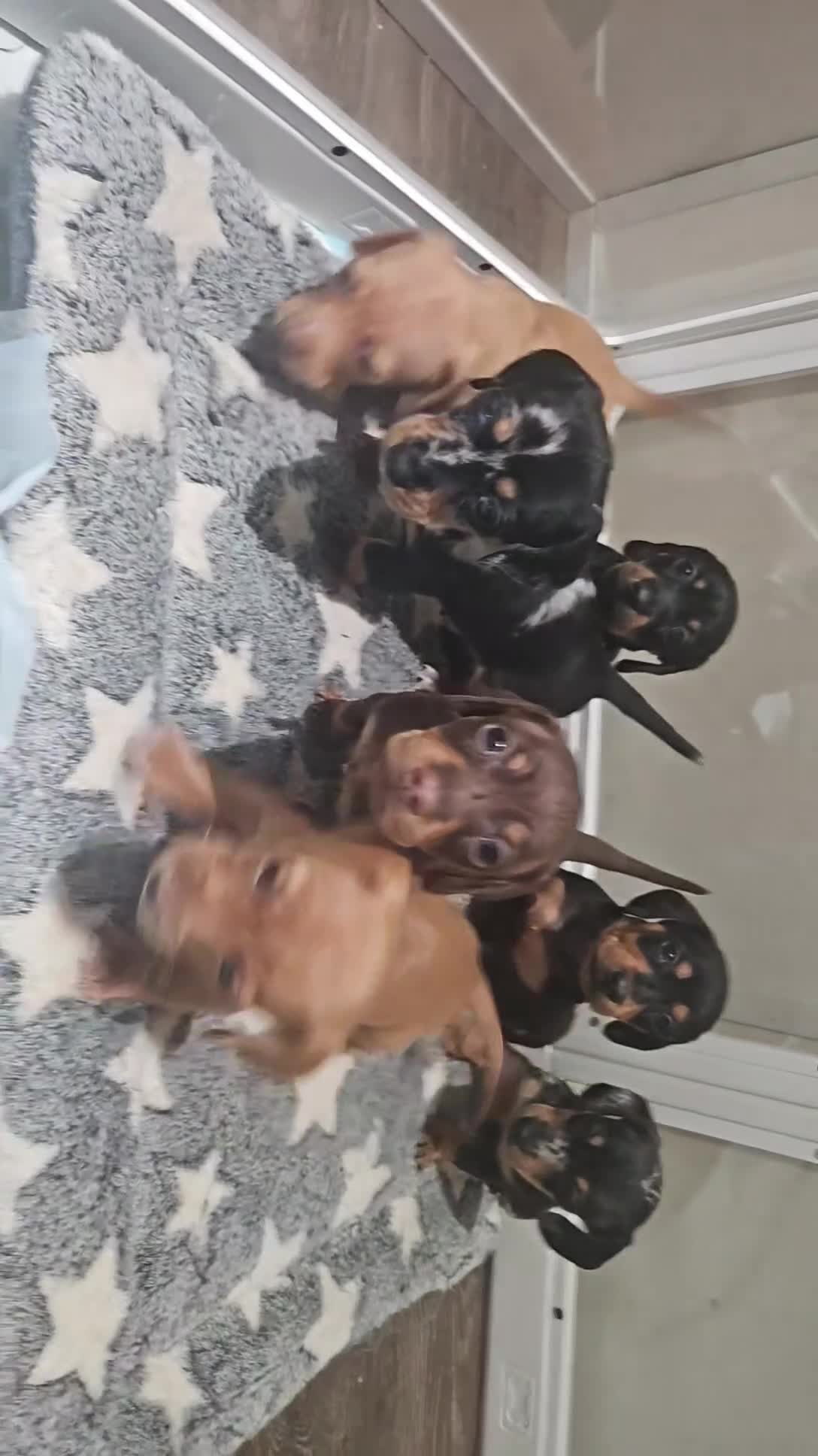 Miniature Dachshund dogs for sale: Miniature Dachshund 4 - Video 1
