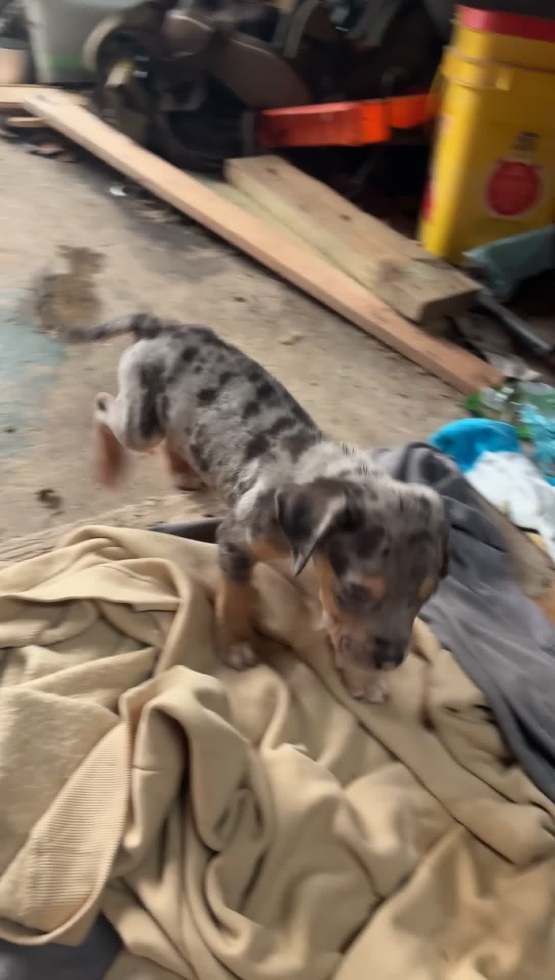 American Bully dogs for sale: American Bully 3 - Video 1