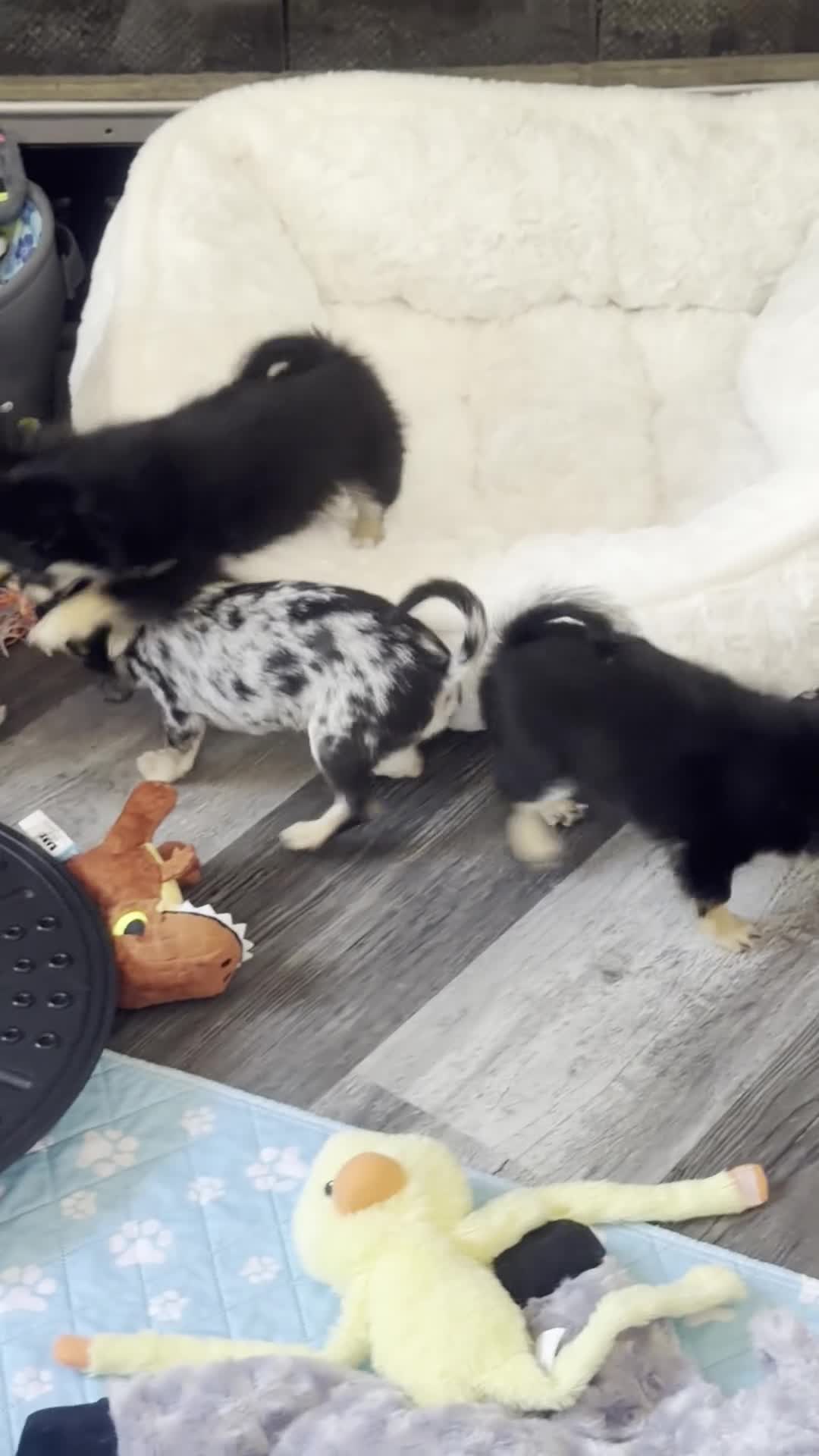 Chihuahua dogs for sale: Nancy - Video 2