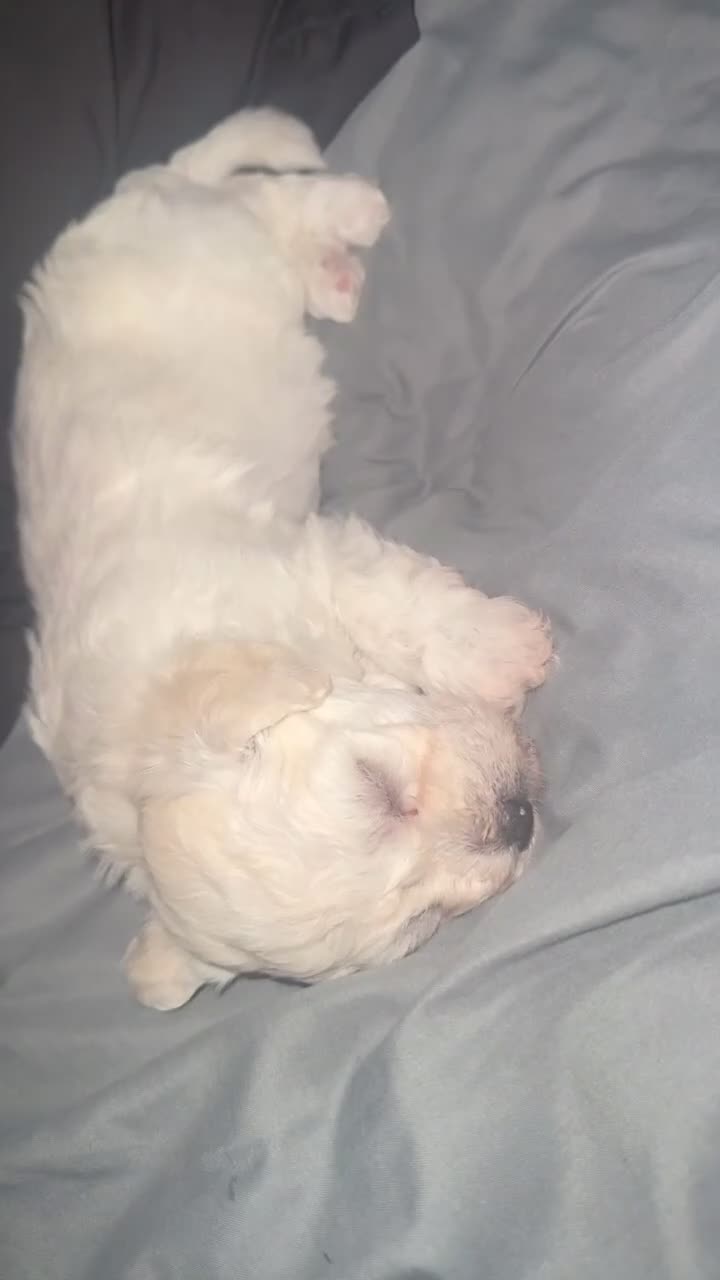 Havapoo dogs for sale: Polar Bear - Video 1