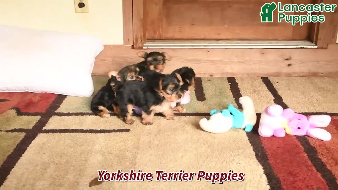 Yorkshire Terrier dogs for sale: Amy - Video 1