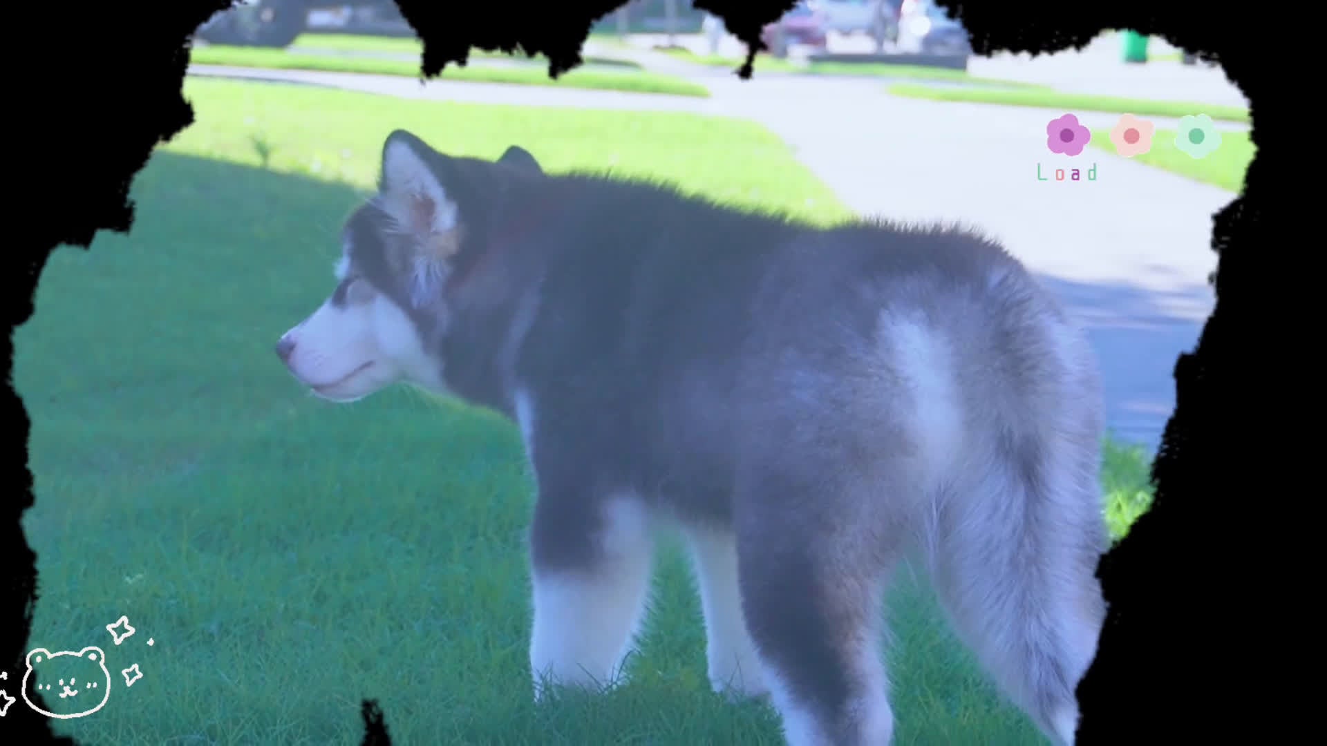 Alaskan Malamute dogs for sale: Saseme - Video 1
