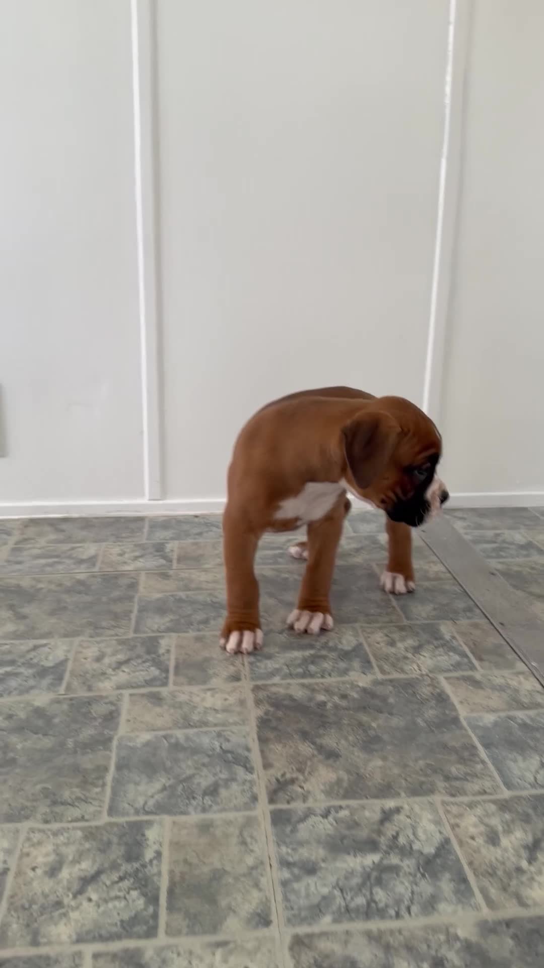 Boxer dogs for sale: Myra  - Video 1