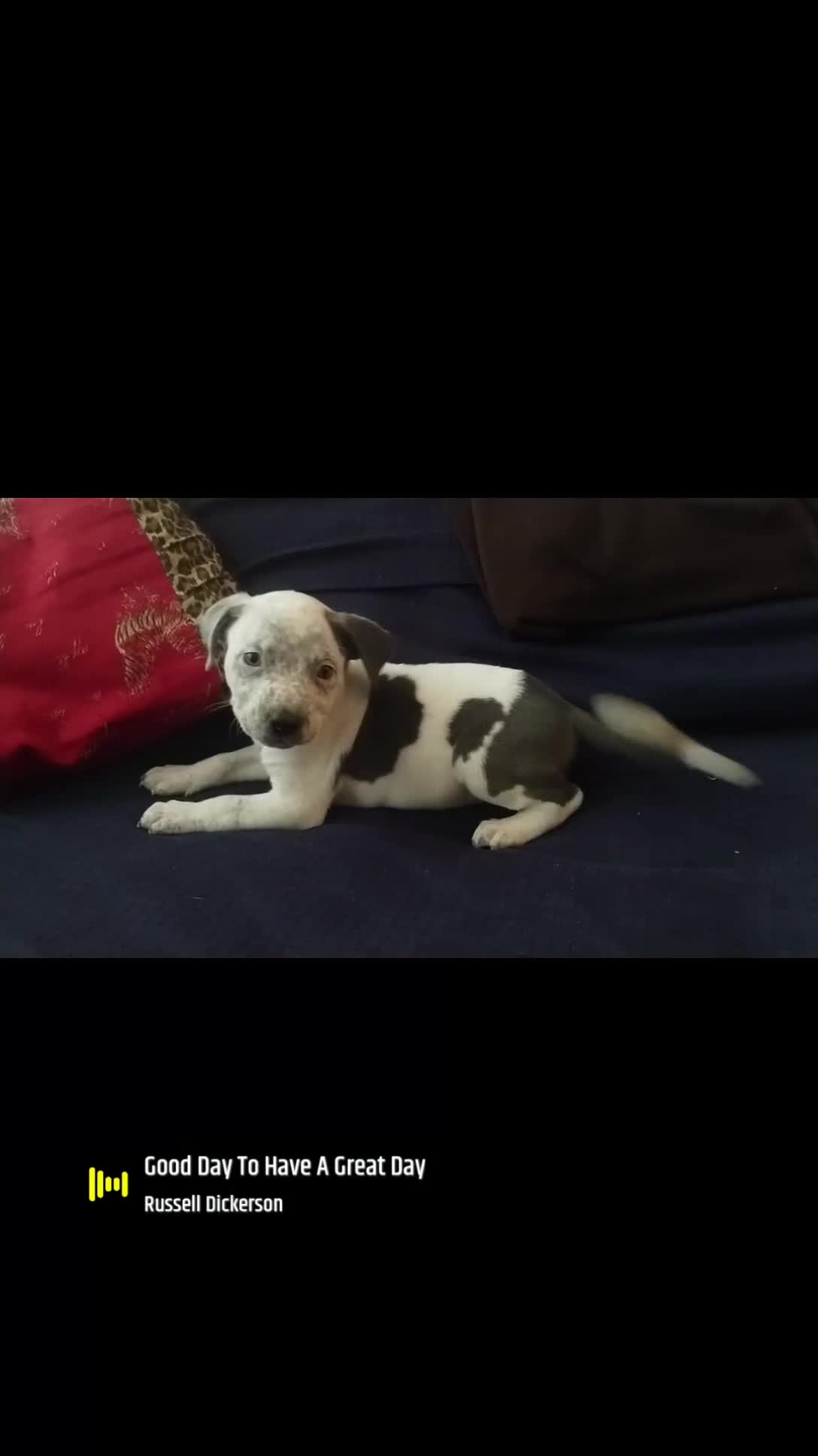 American Bully dogs for sale: Blue - Video 2