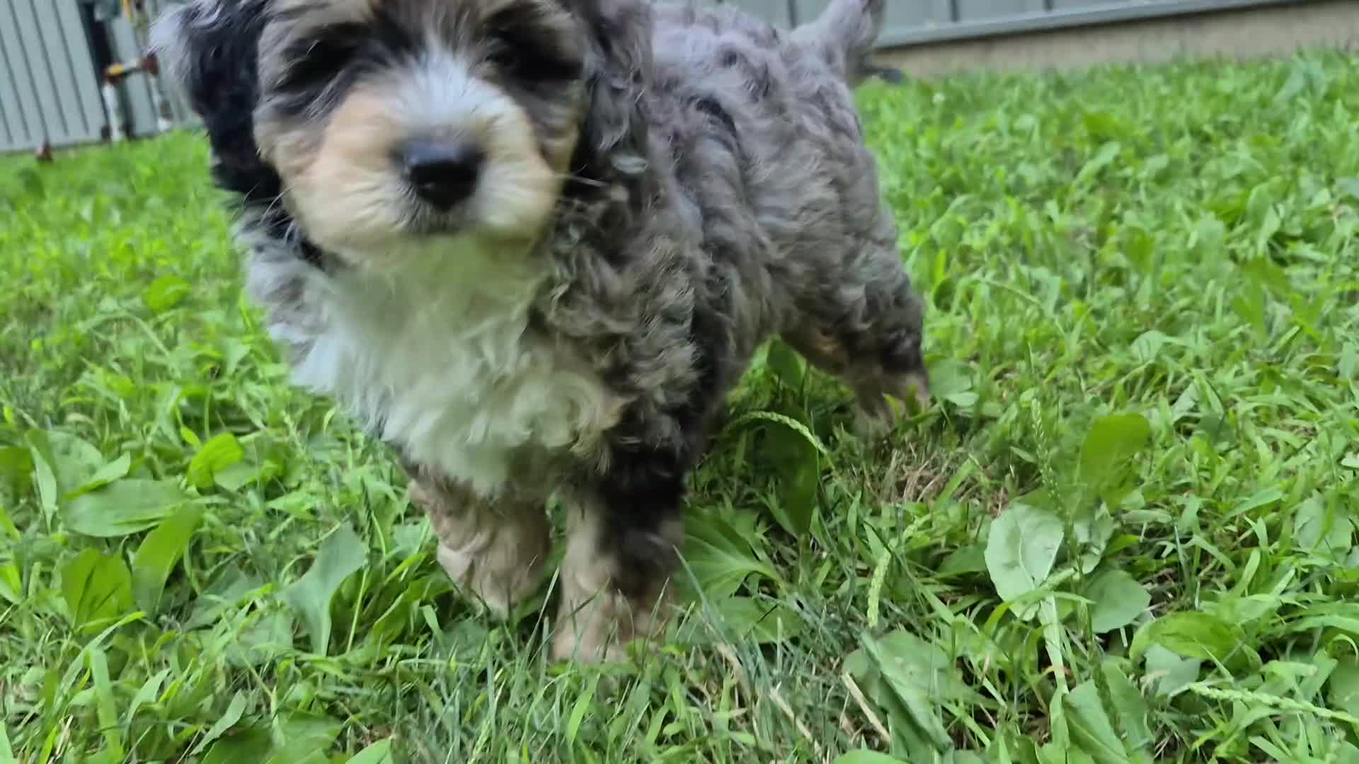 Bernedoodle dogs for sale: Jack - Video 1
