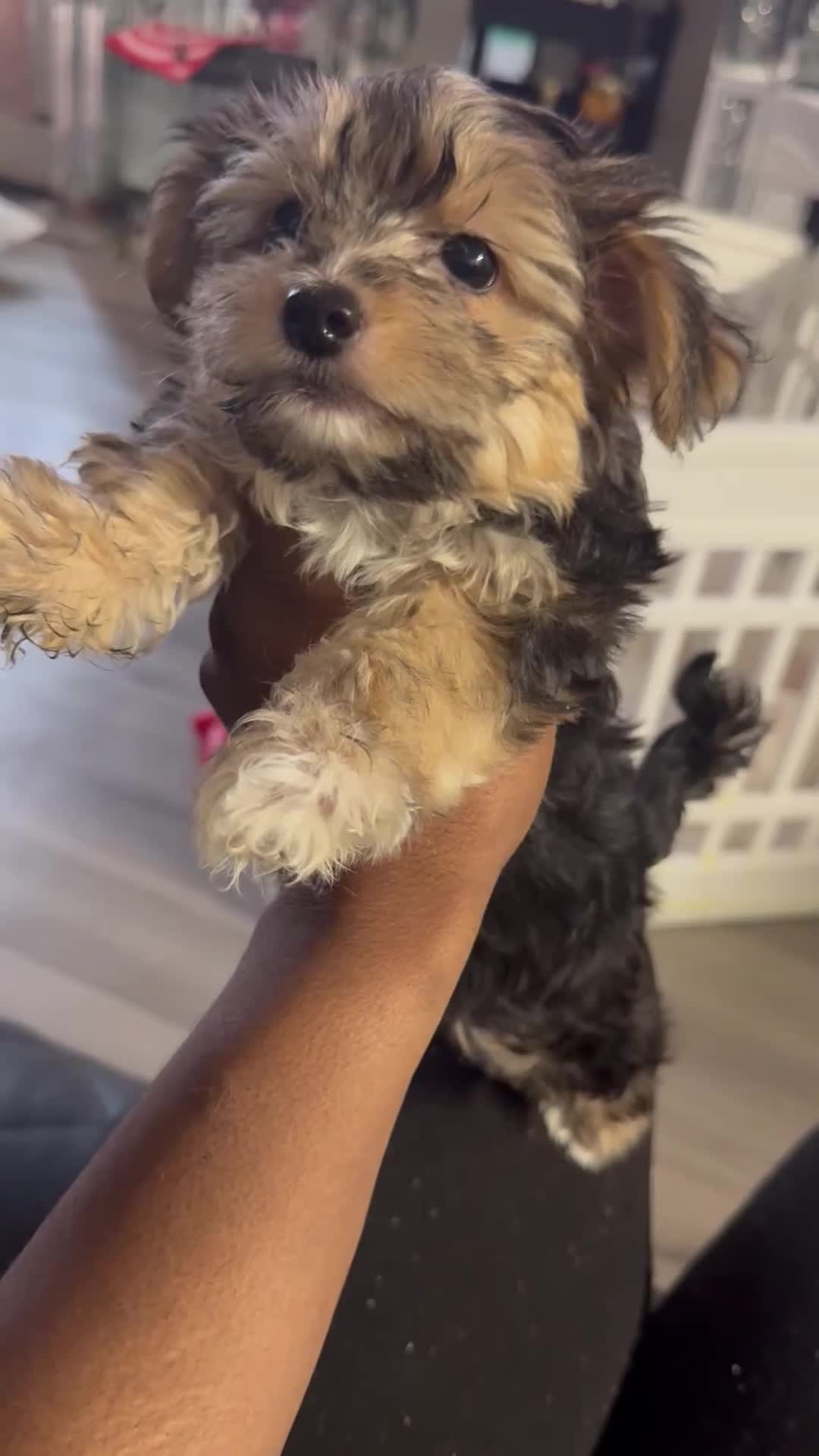 Mixed Breed dogs for sale: Yorkie Bichon Puppy 1 - Video 1