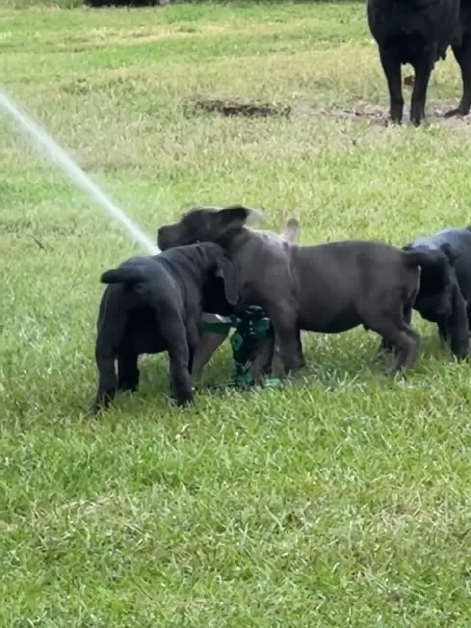 Cane Corso dogs for sale: Cane Corso 4 - Video 2