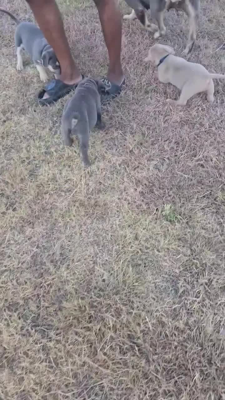 American Bully dogs for sale: Manitou "Mani" - Video 1