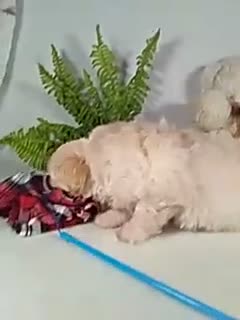 Teddy Bear dogs for sale: Cooper  - Video 1