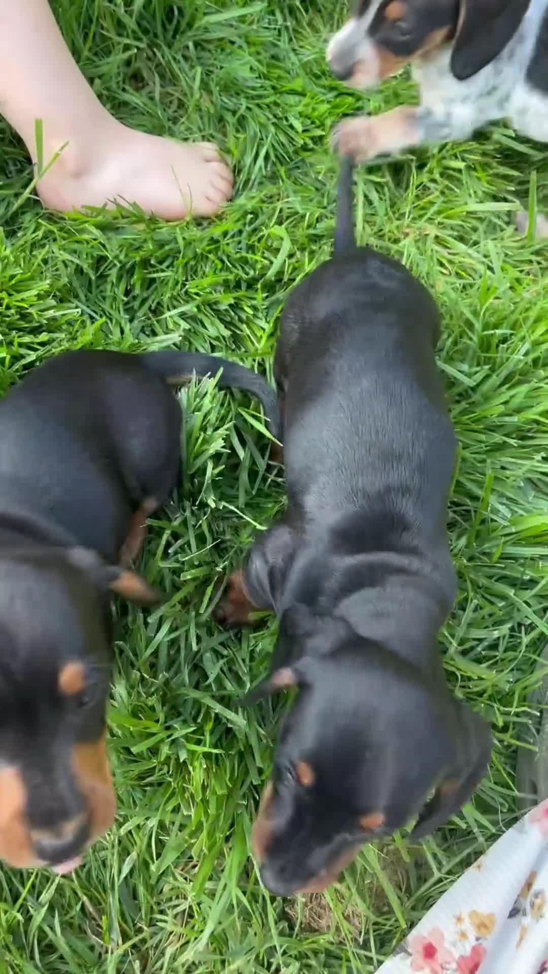 Miniature Dachshund dogs for sale: Glory - Video 3