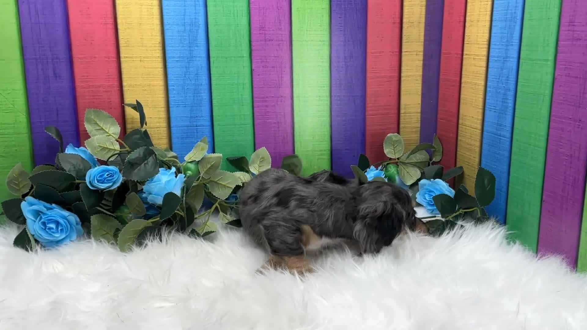 Dachshund dogs for sale: Dachshund Puppy 1 - Video 1