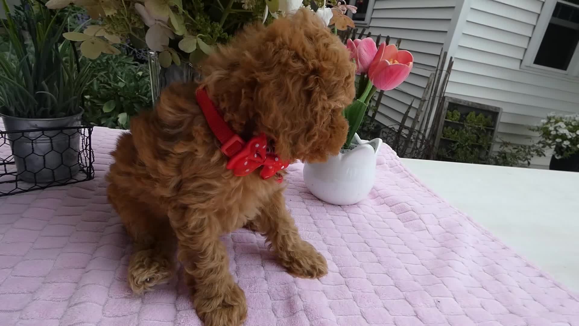Toy Poodle dogs for sale: Toy Poodle 1 Milly - Video 1