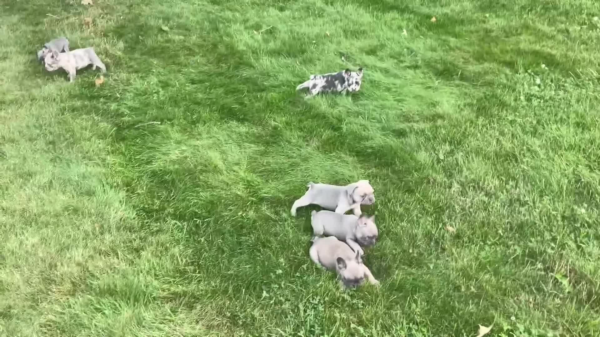 French Bulldog dogs for sale: Bailey - Video 1