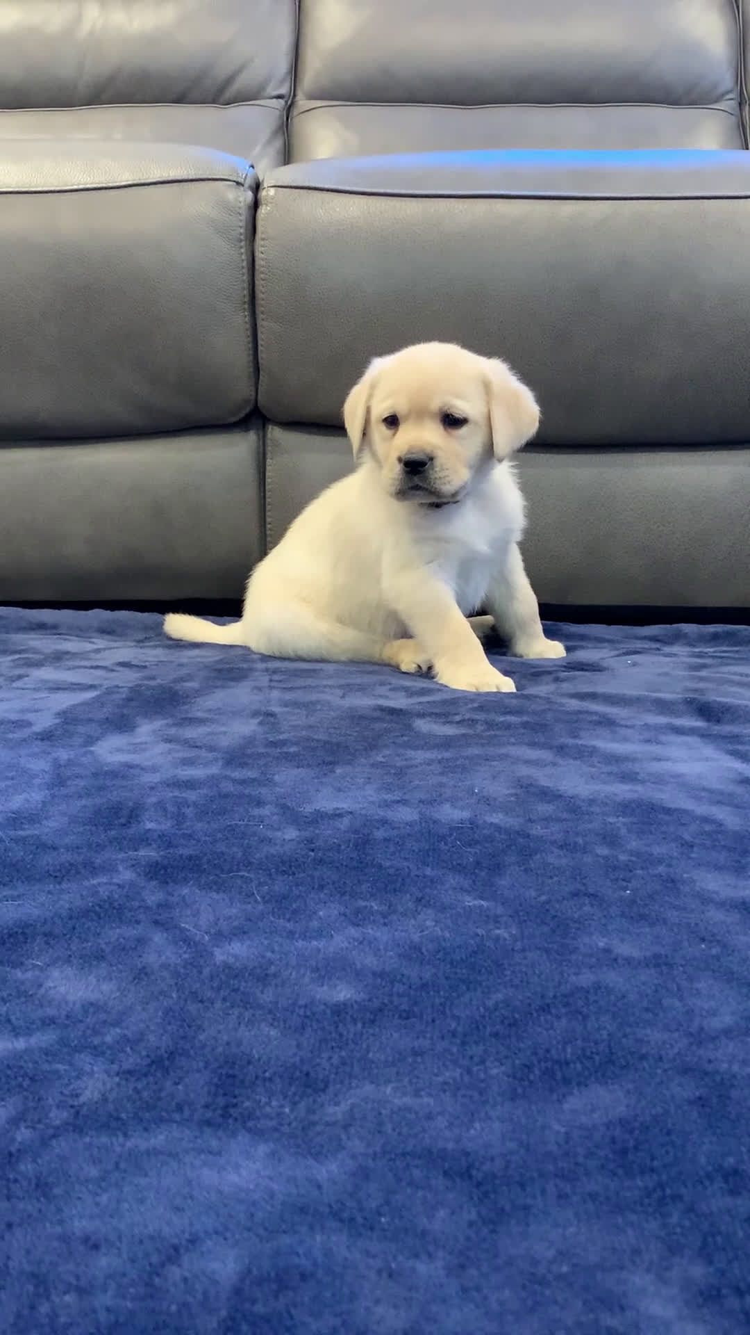 Labrador Retriever dogs for sale: Atlas - Video 1