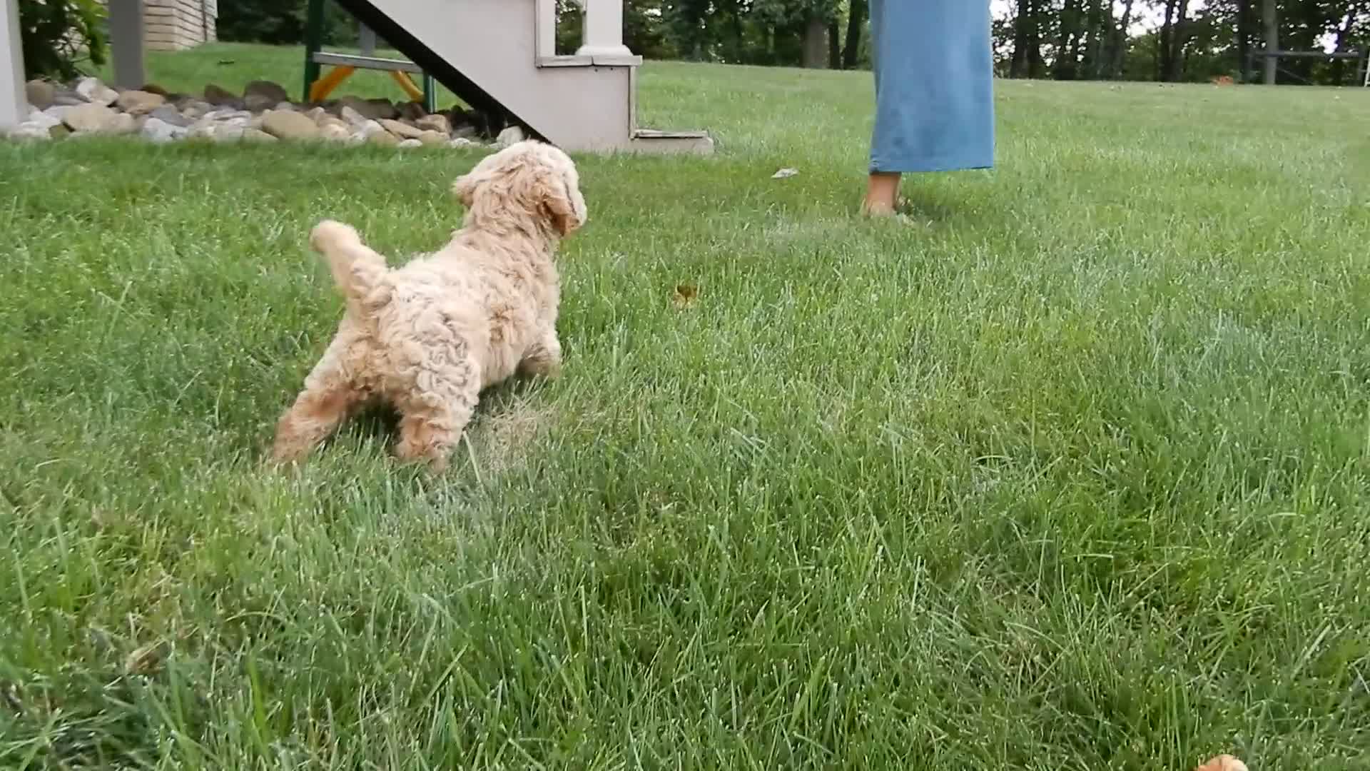 Cavapoo dogs for sale: Lance - Video 2