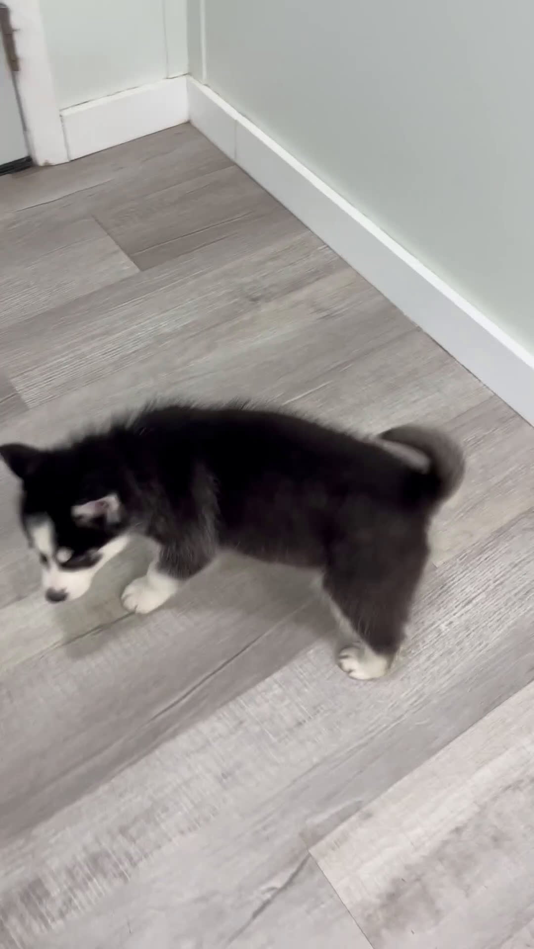 Siberian Husky dogs for sale: Tonya - Video 1