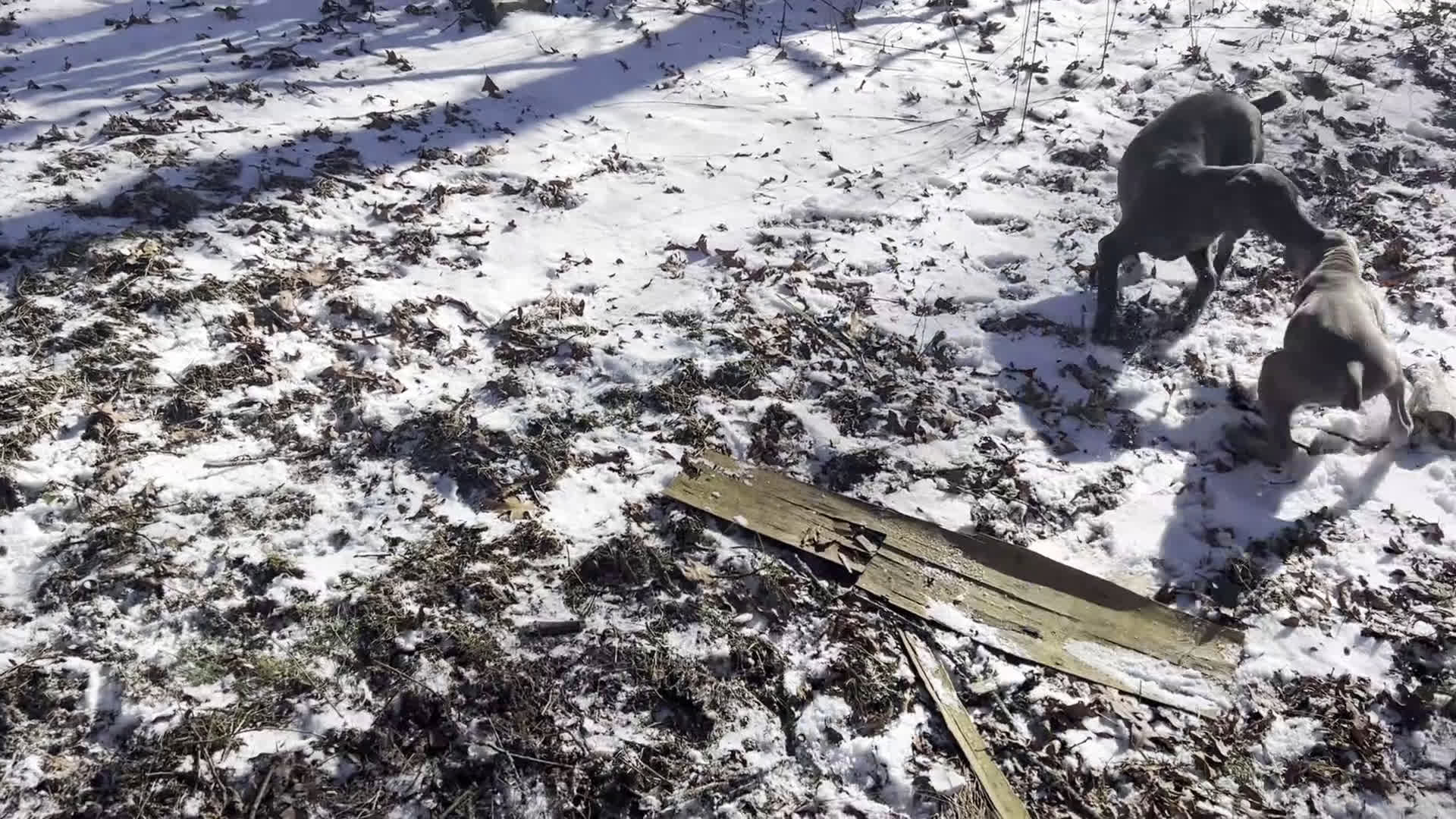 Weimaraner dogs for sale: Maggie's F1 - Video 1