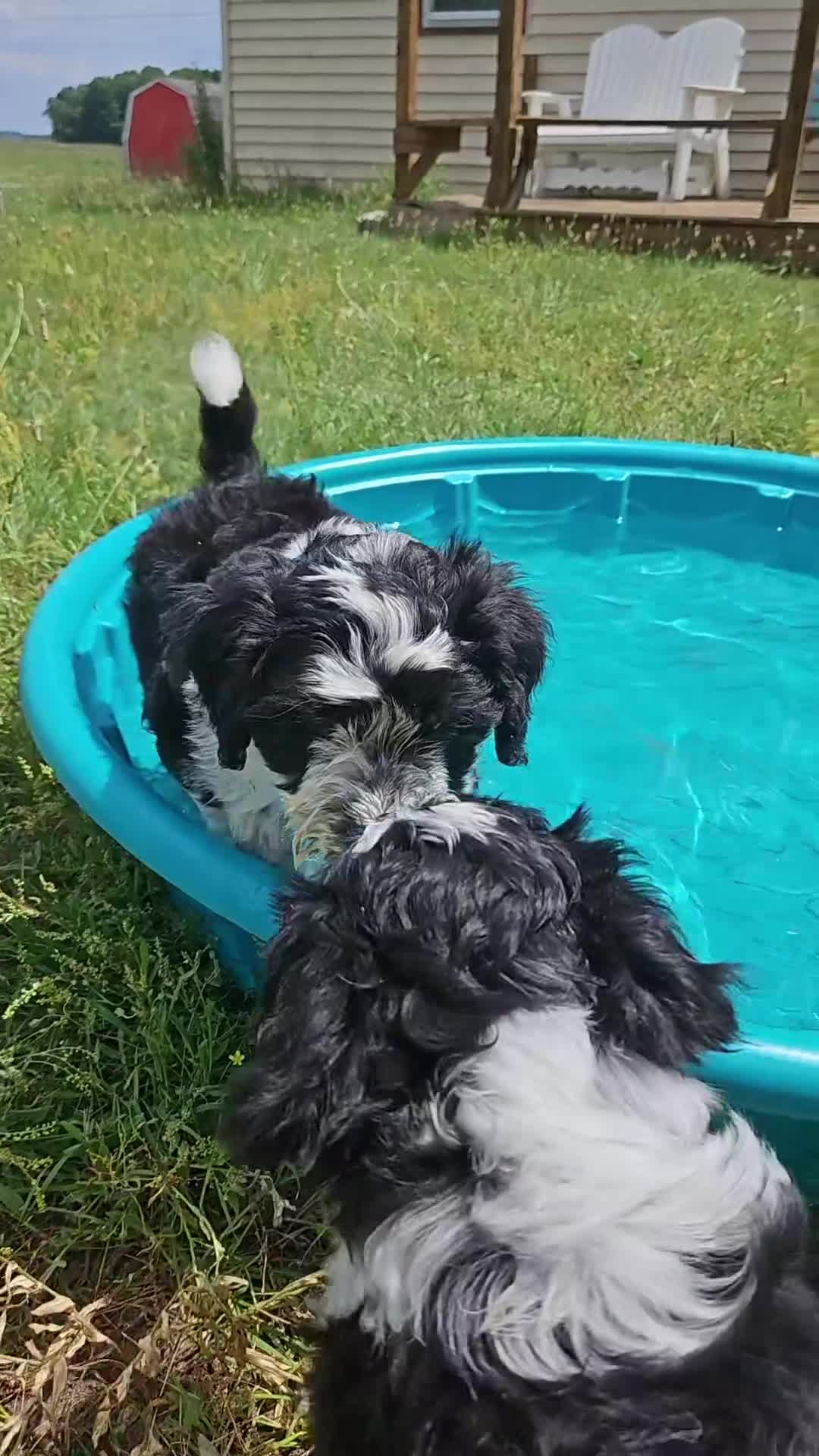 Bordoodle dogs for sale: Romeo - Video 1