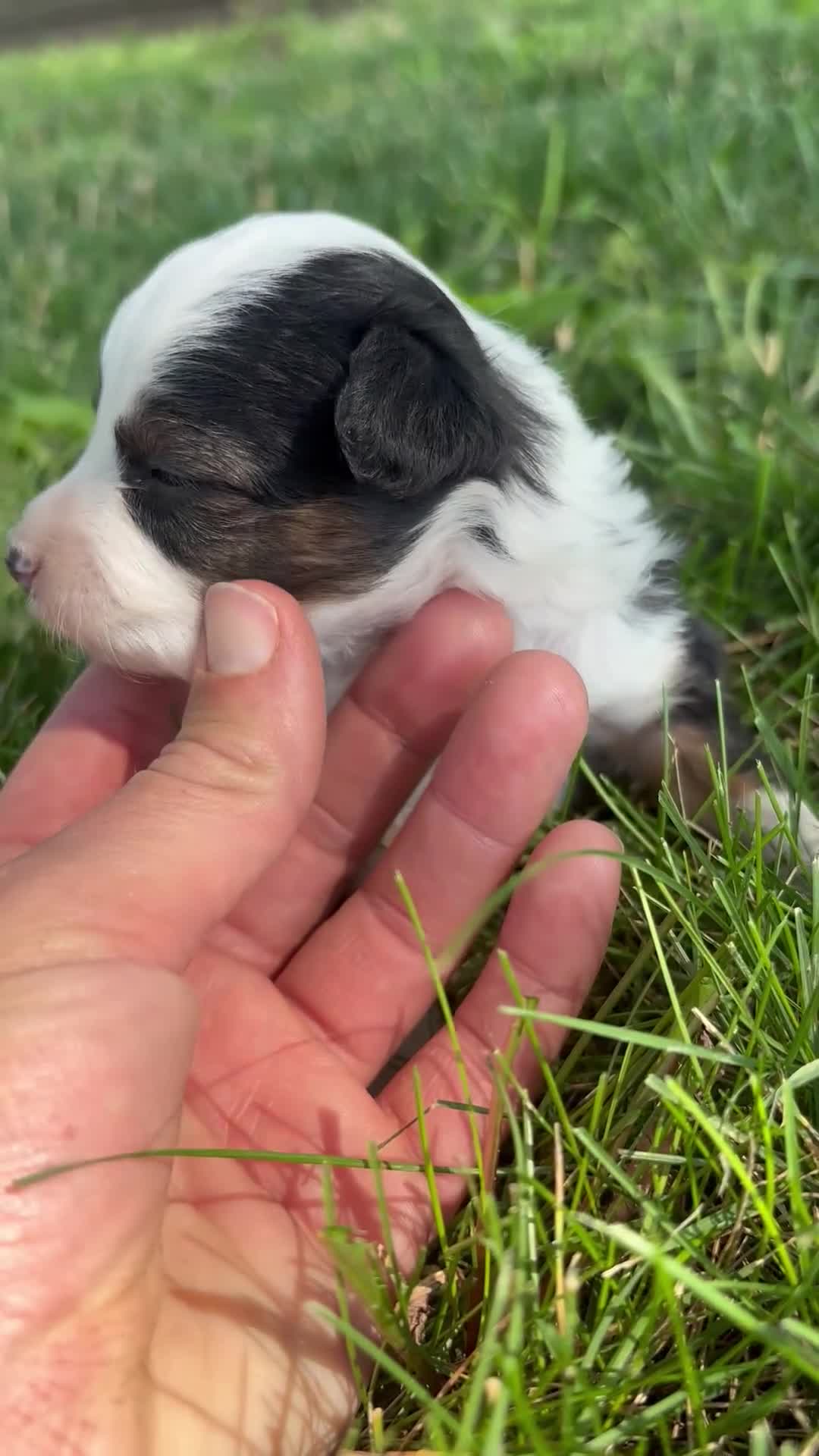 Mini Aussiedoodle dogs for sale: Mini Aussiedoodle 4 - Video 1