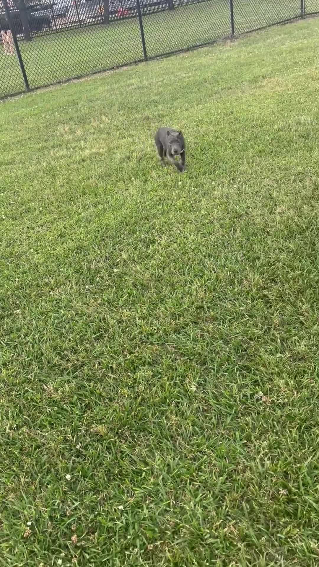 American Bully dogs for sale: American Bully Puppy 1 - Video 1