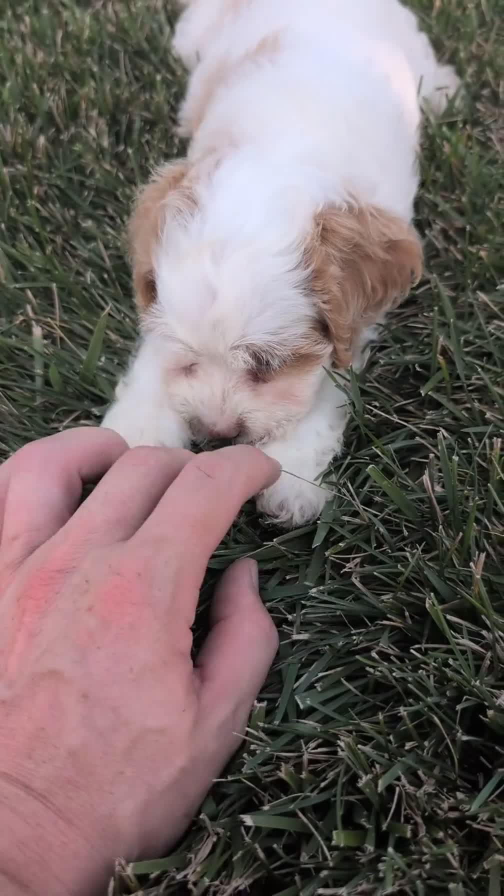 Cockapoo dogs for sale: Honey  - Video 1