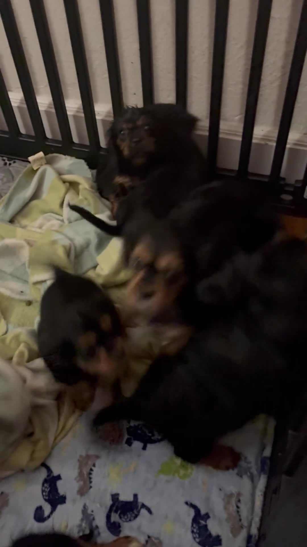 Cavalier King Charles Spaniel dogs for sale: Cavalier King Charles Spaniel Puppy 1 - Video 2