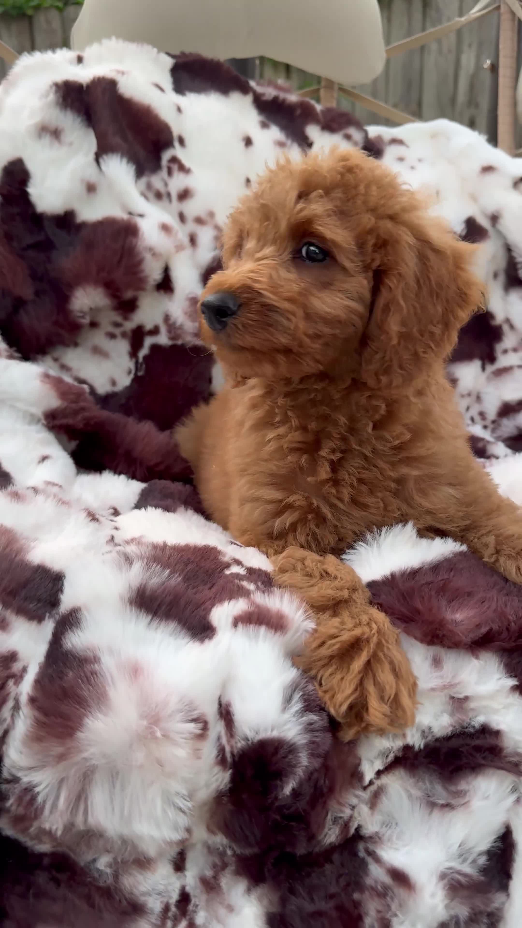 Mini Goldendoodle dogs for sale: Lenna - Video 1