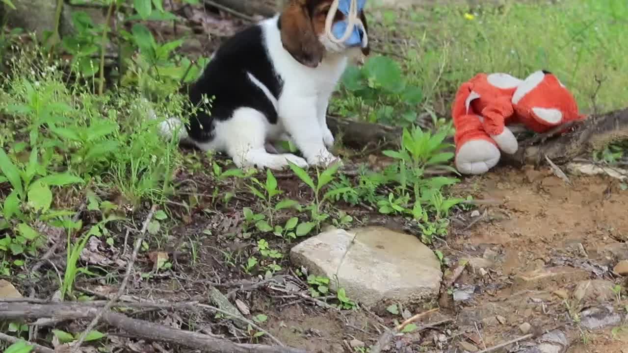 Beagle dogs for sale: Barron - Video 2