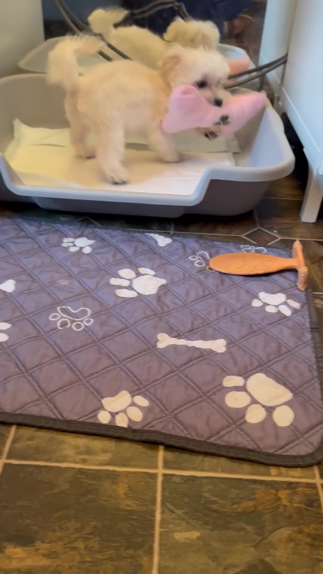 Maltese dogs for sale: Trinity - Video 1