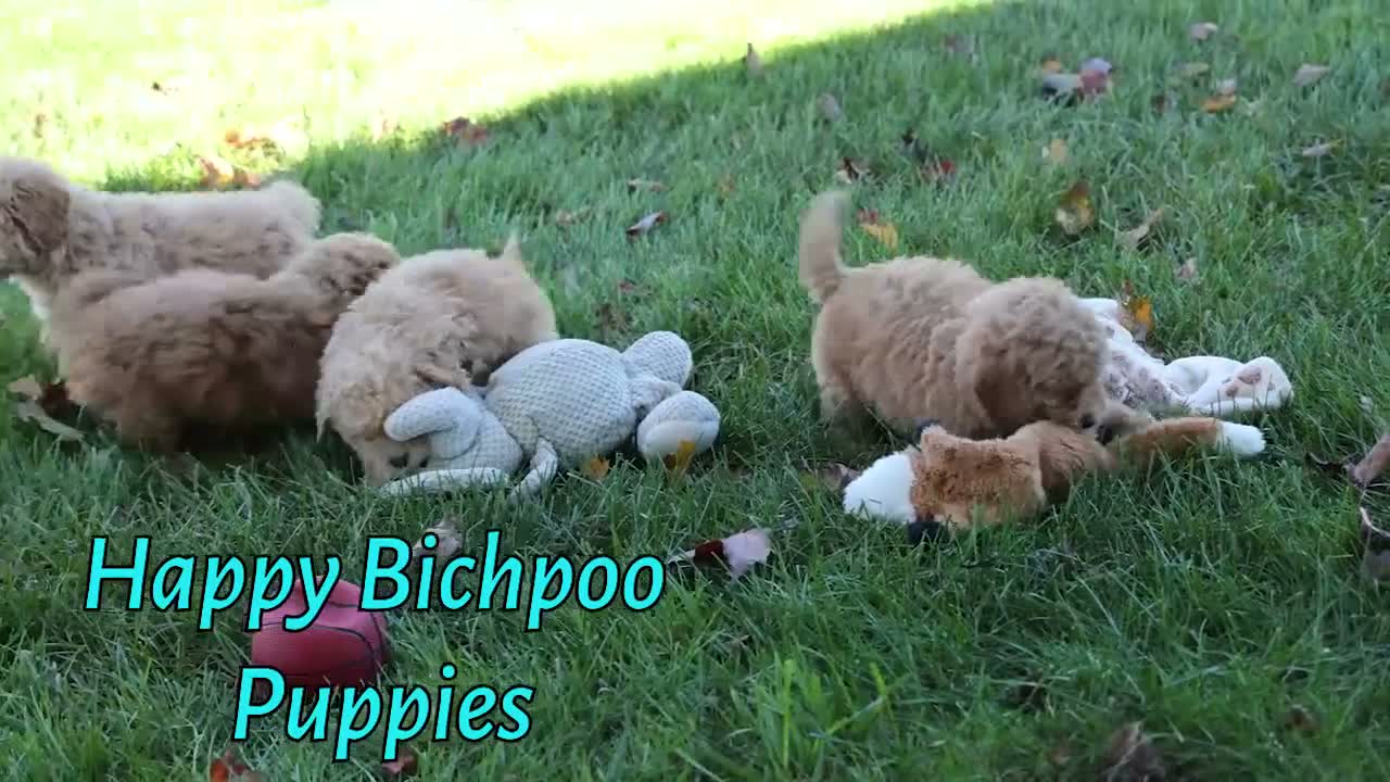 Bichpoo dogs for sale: Nella🌸 - Video 1
