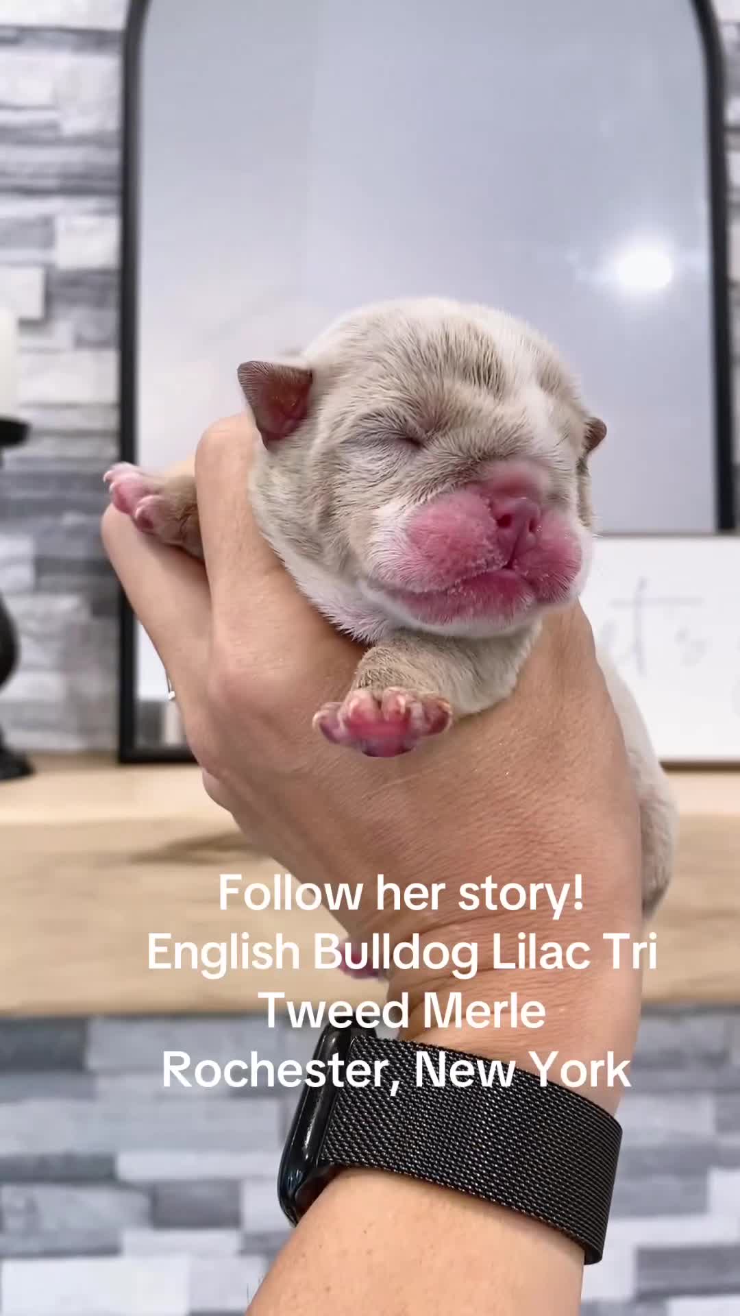 English Bulldog dogs for sale: ENGRID - Video 1