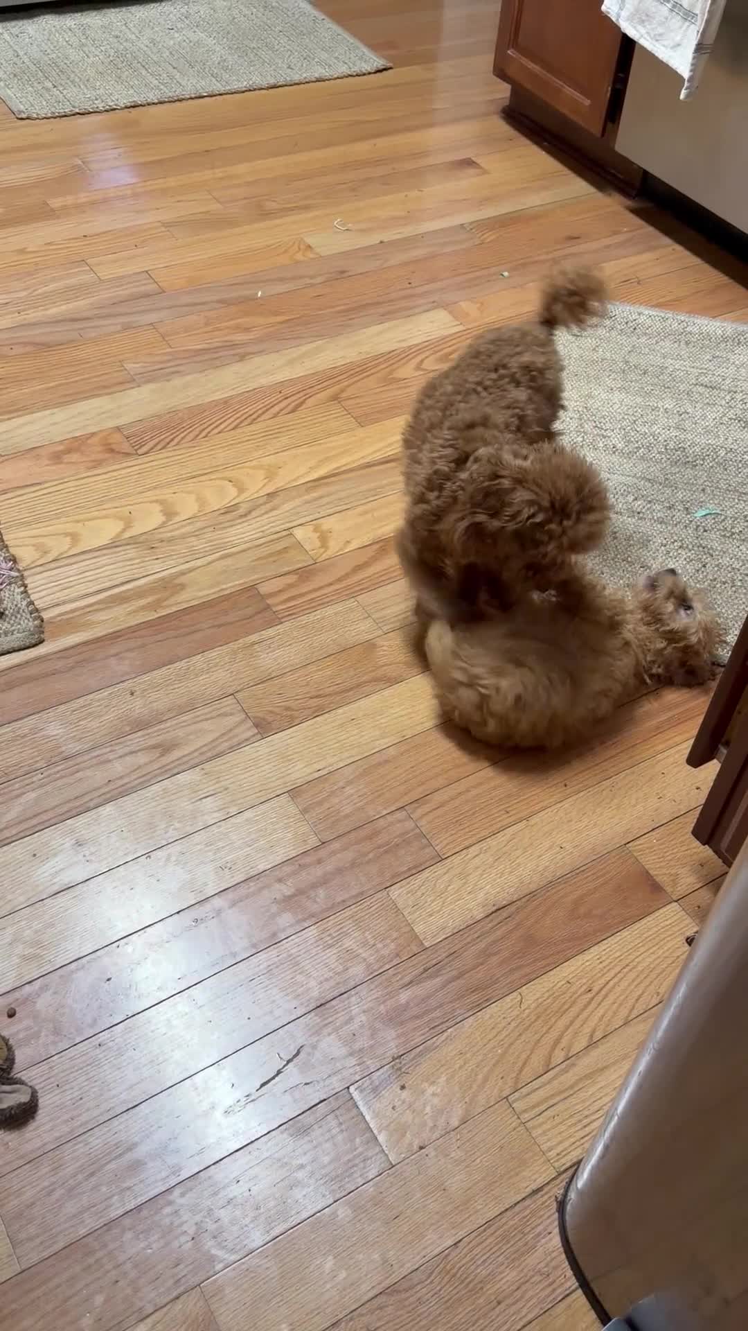 Toy Poodle dogs for sale: Toy Poodle Puppy 1 - Video 2
